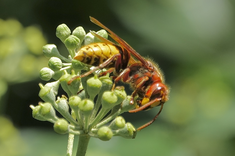 Klimop is in trek - Geleedpotigen - Hoornaar