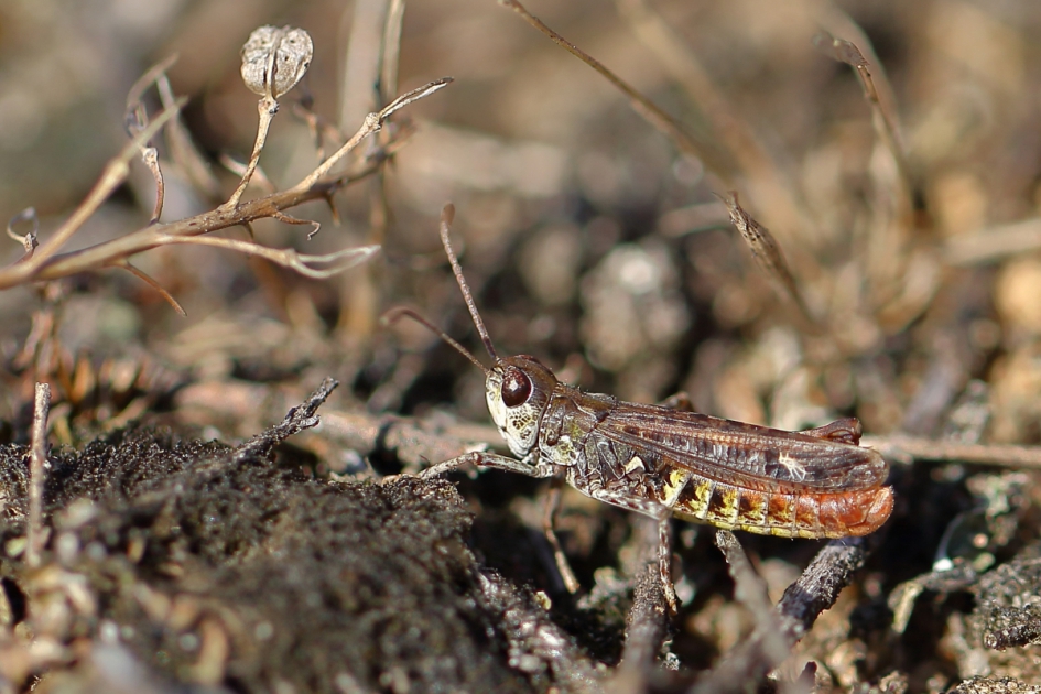 knopsprietje - Geleedpotigen - knopsprietje