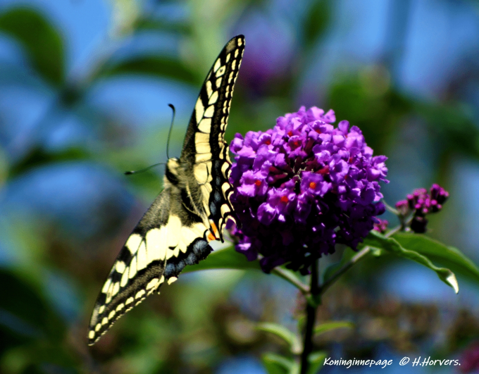 Koninginnepage - Geleedpotigen - Koninginnepage