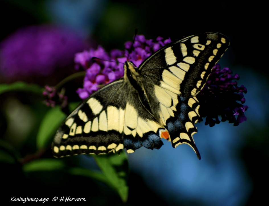 Koninginnepage - Geleedpotigen - Koninginnepage