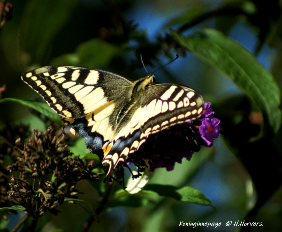 Koninginnepage - Geleedpotigen - Koninginnepage