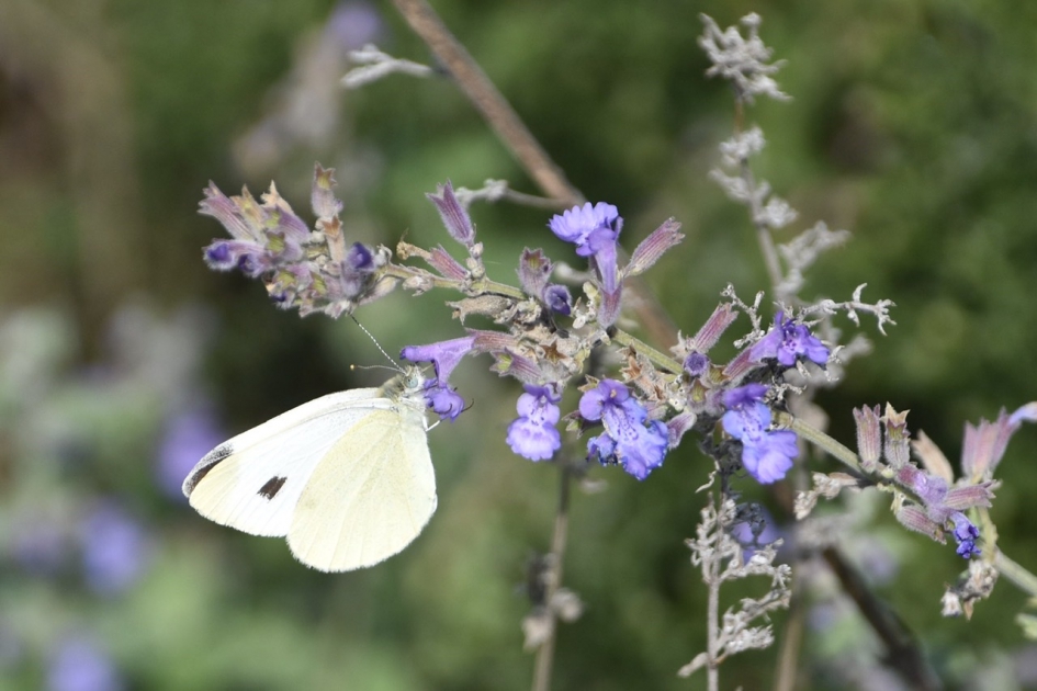 Koolwitje - Geleedpotigen - 