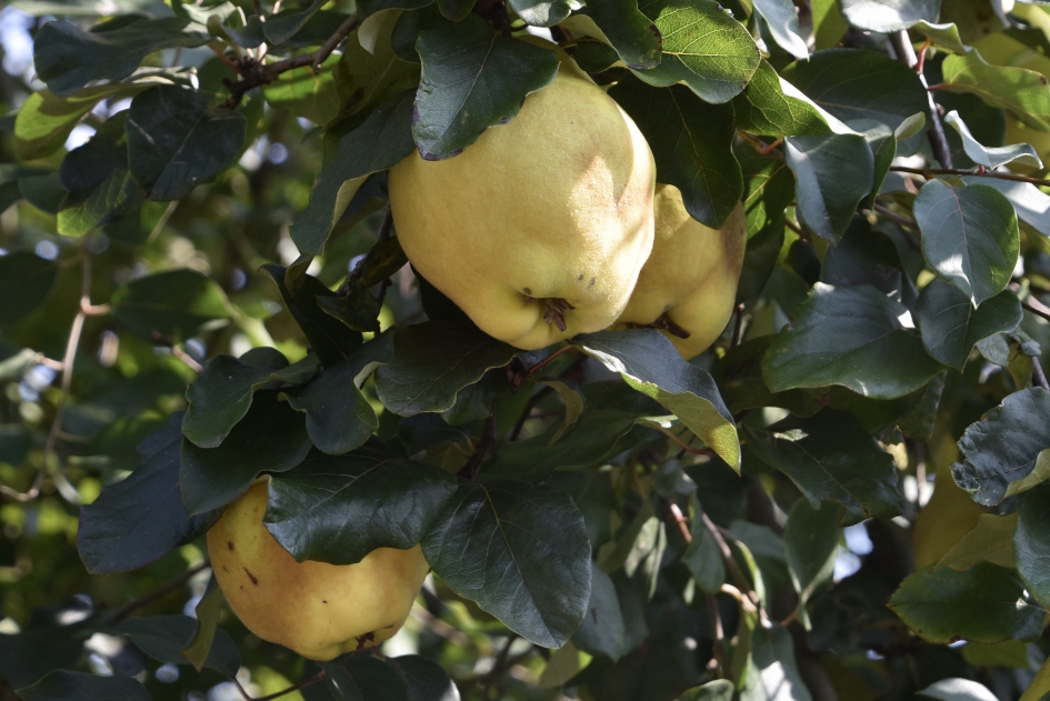 Kweeappel - Planten - 