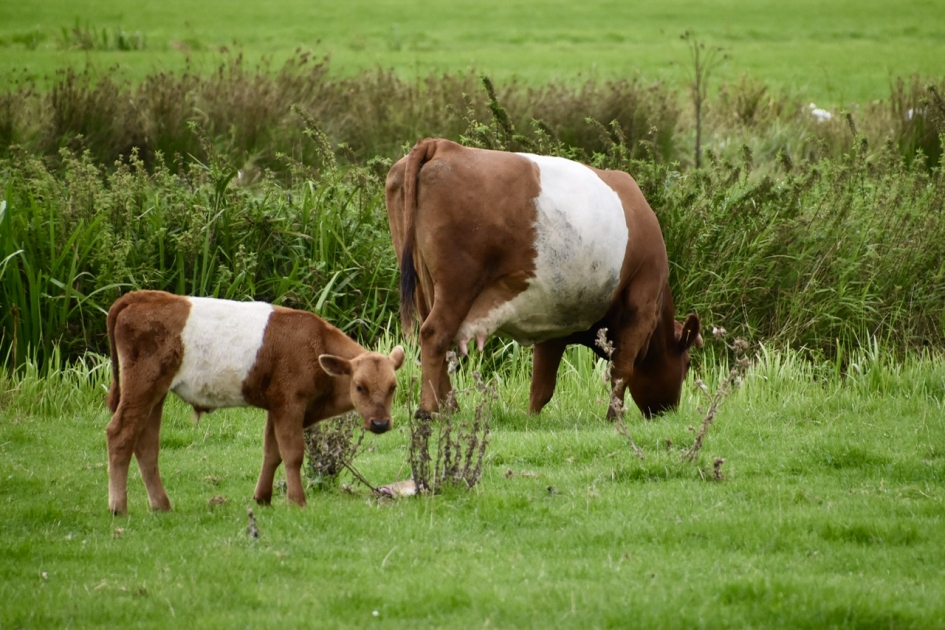 Lakenvelder met stierkalfje - Zoogdieren - 