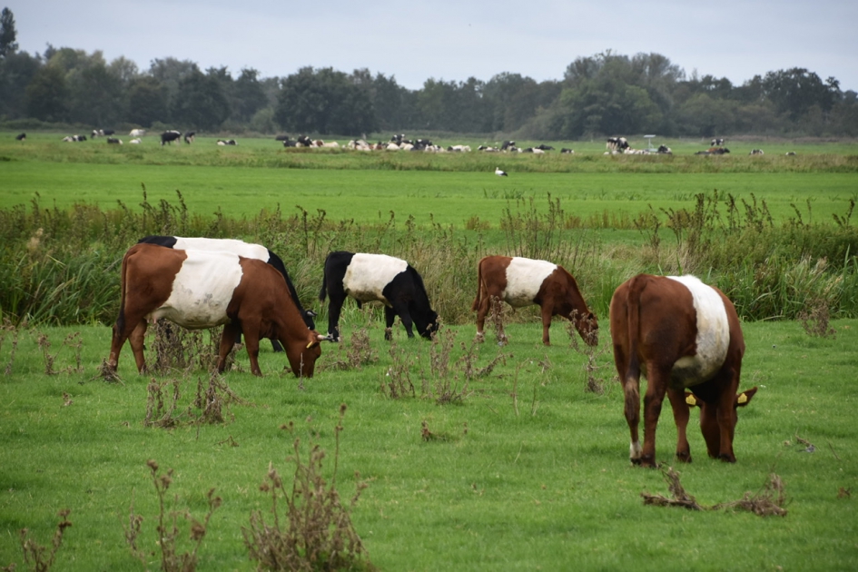 Lakenvelders - Zoogdieren - 