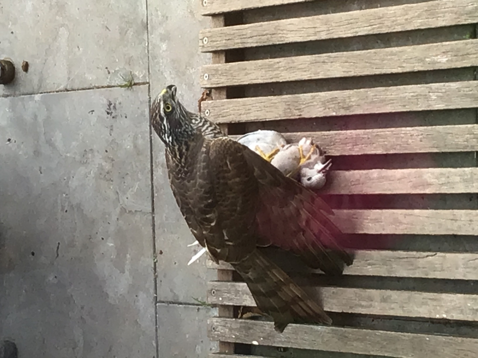 Landende valk voor je achterdeur verschalkt een duif - Vogels - Valk