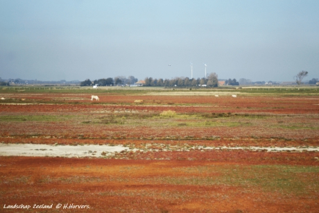 Landschap Zeeland.1