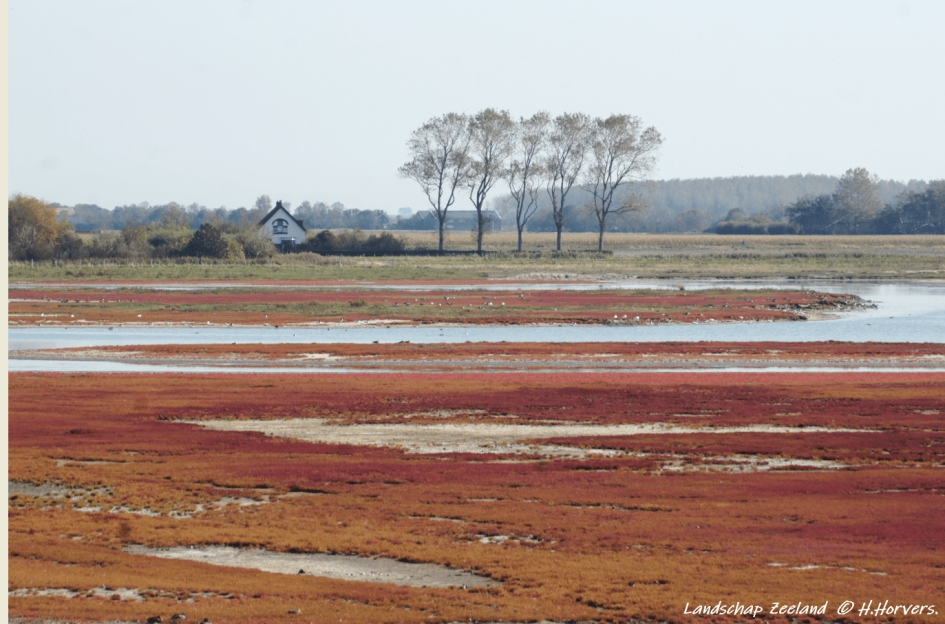 Landschap Zeeland (4) - Weer en landschap - Landschap Zeeland (4)