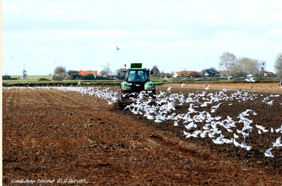 Landschap Zeeland (6) - Weer en landschap - Landschap Zeeland (6)