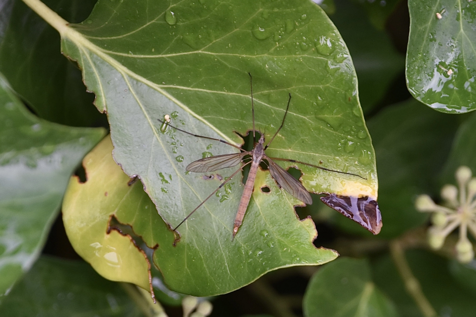 Langpootmug - Geleedpotigen - 