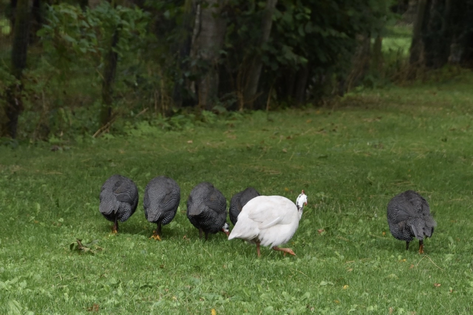 Leuke rij... - Vogels - 