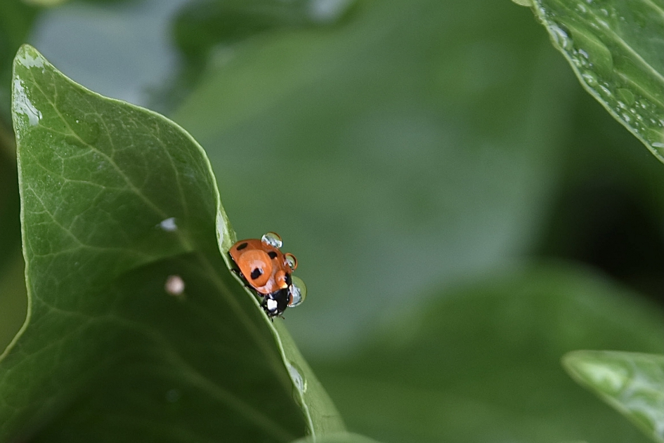 LHBtje - Geleedpotigen - 