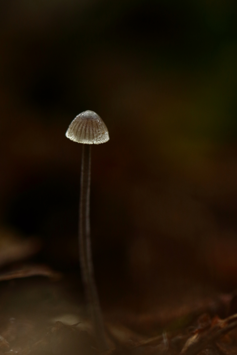 licht in de duisternis - Schimmels - 