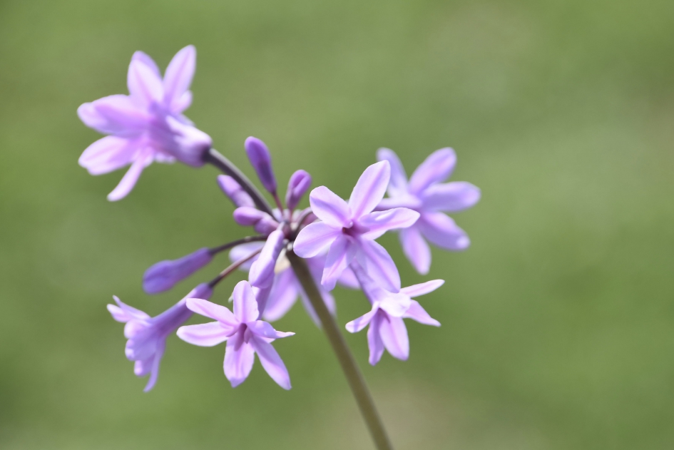 Is het een agapanthus? - Planten - 