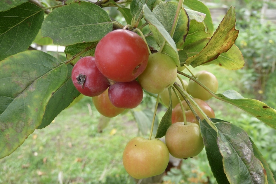 Malus appeltjes - Planten - 