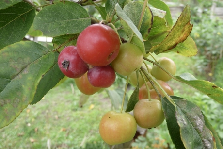 Malus appeltjes
