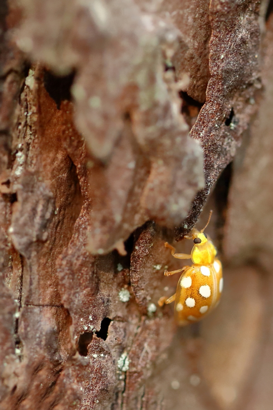 meeldauw lhb - Geleedpotigen - meeldauw lieveheersbeestje