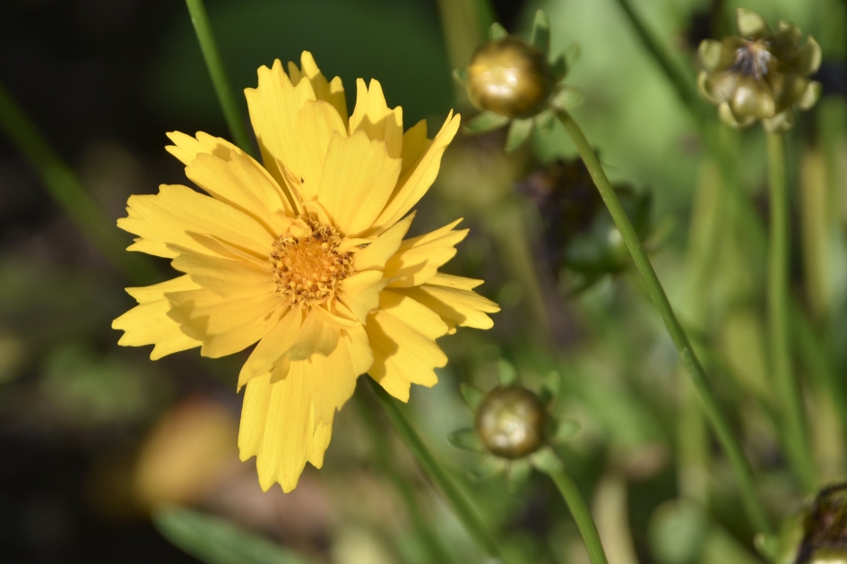 Meisjesogen - Planten - 