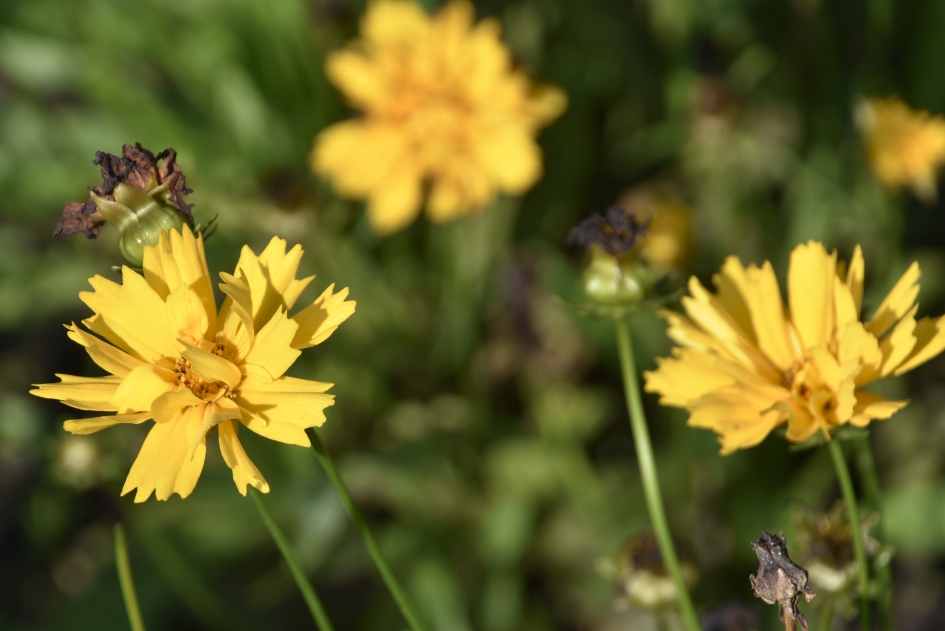 Meisjesogen - Planten - 