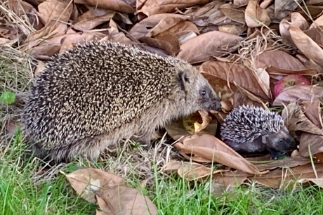 Moderegel en kind in onze tuin!