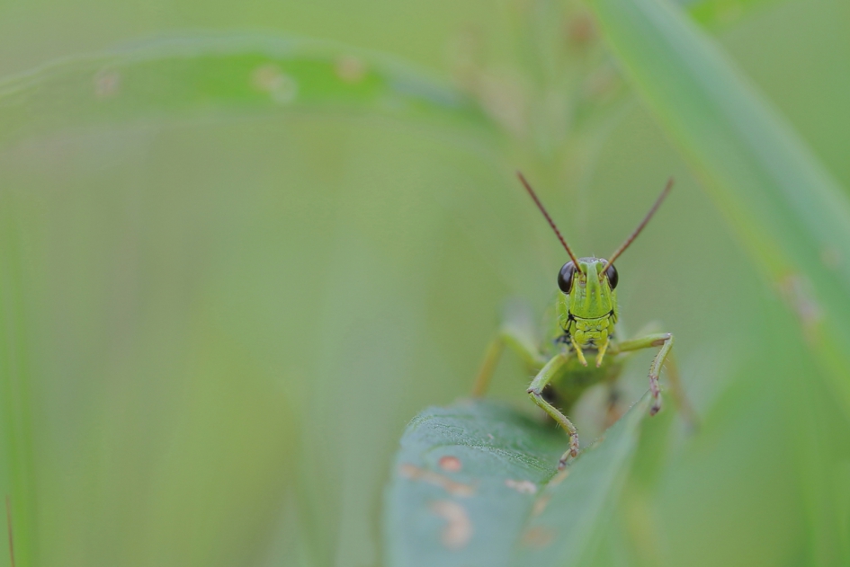 moerassprinkhaan - Geleedpotigen - moerassprinkhaan