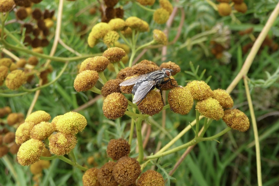Boerenwormkruid met bezoek - Planten - 