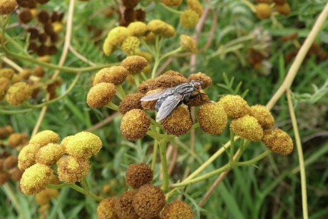 Boerenwormkruid met bezoek