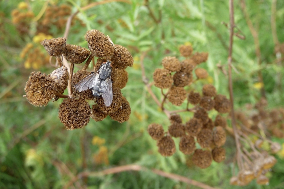 Boerenwormkruid met bezoek - Planten - 
