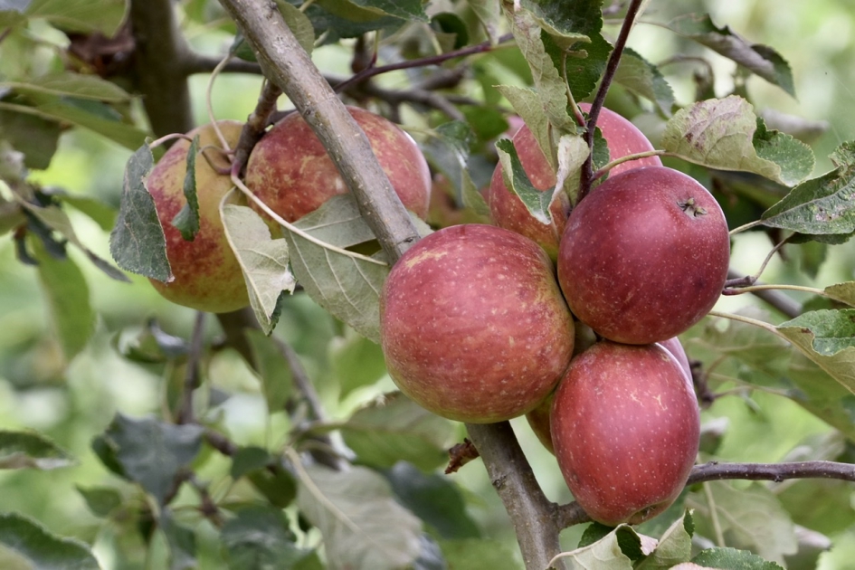 Nieuwe oogst - Planten - 