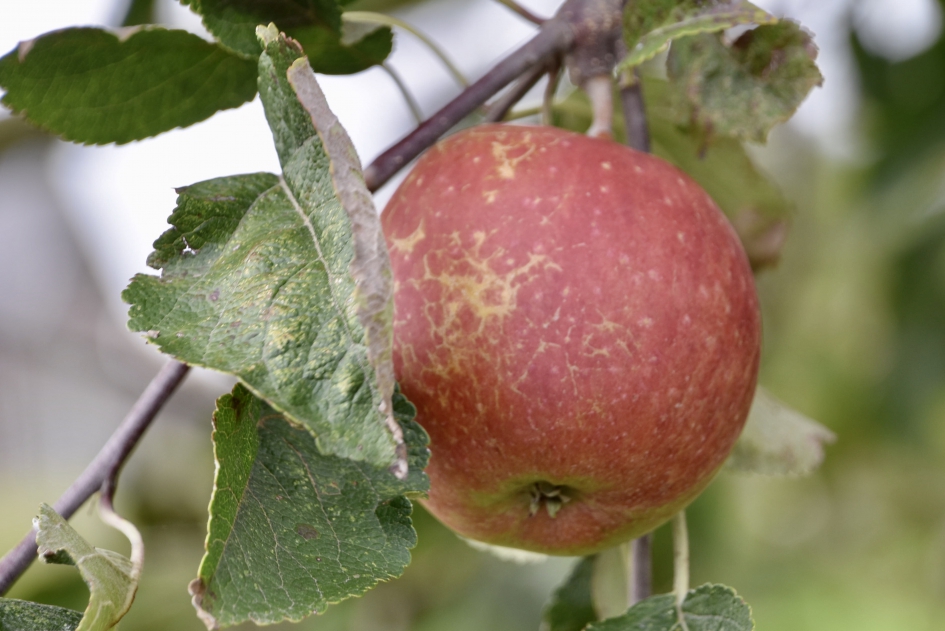 Nieuwe oogst - Planten - 