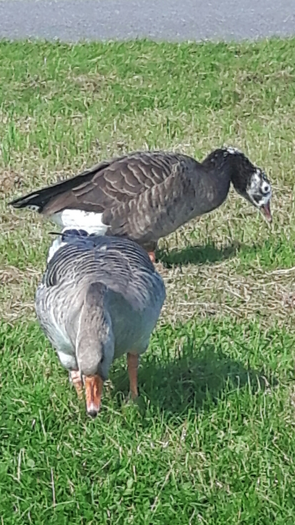 Nieuwsgierige ganzen - Vogels - Grauwe gans