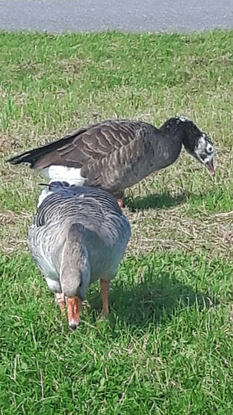 Nieuwsgierige ganzen