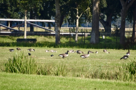 Nog veel watervogels aanwezig