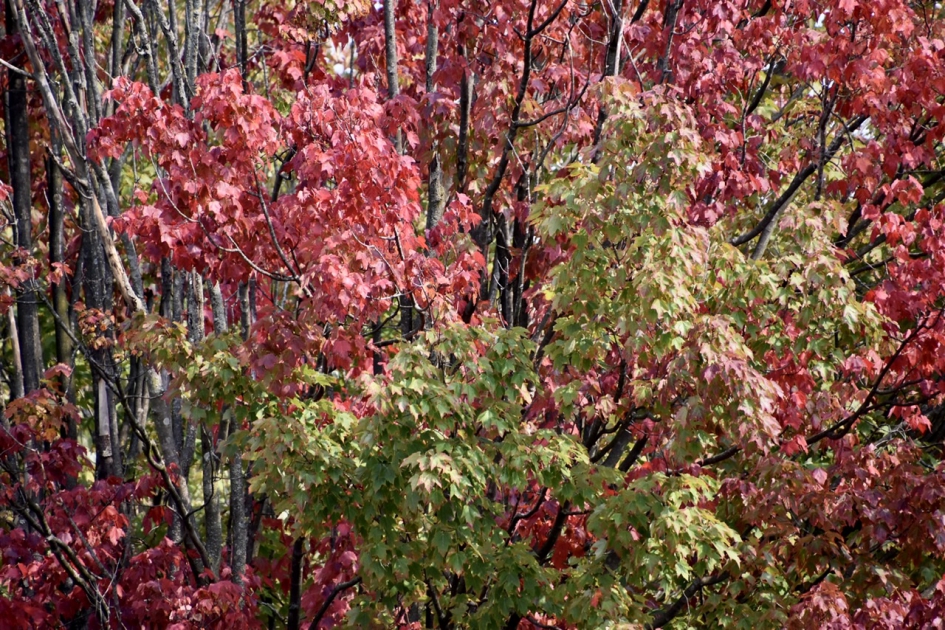 Noorse esdoorn - Planten - 