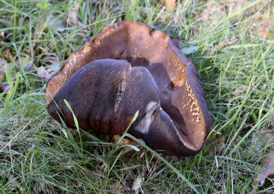 Omgeklapt - Schimmels - 