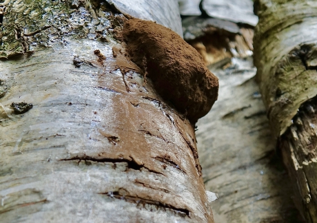 Ontspoord Boomkussen