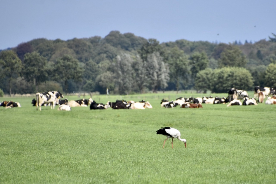 Ooievaar langs de wetering - Vogels - 