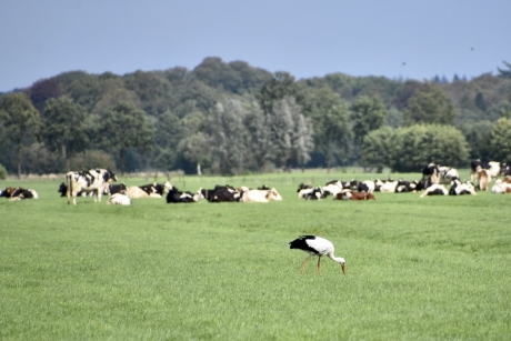 Ooievaar langs de wetering