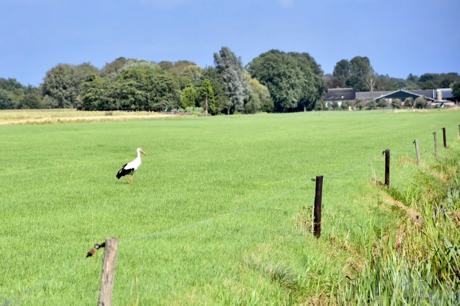 Ooievaars paartje, ieder in eigen wei - Vogels - 