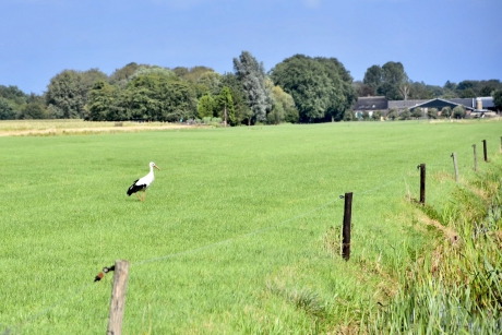 Ooievaars paartje, ieder in eigen wei