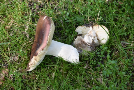 Ook deze heeft het niet gered...