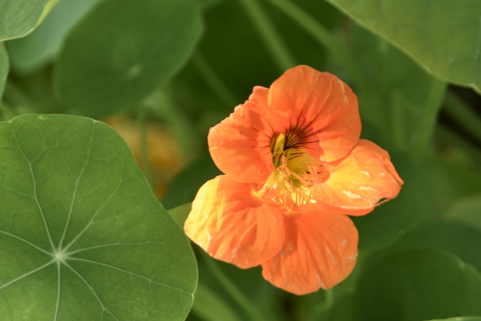 Oostindische kers - Planten - 