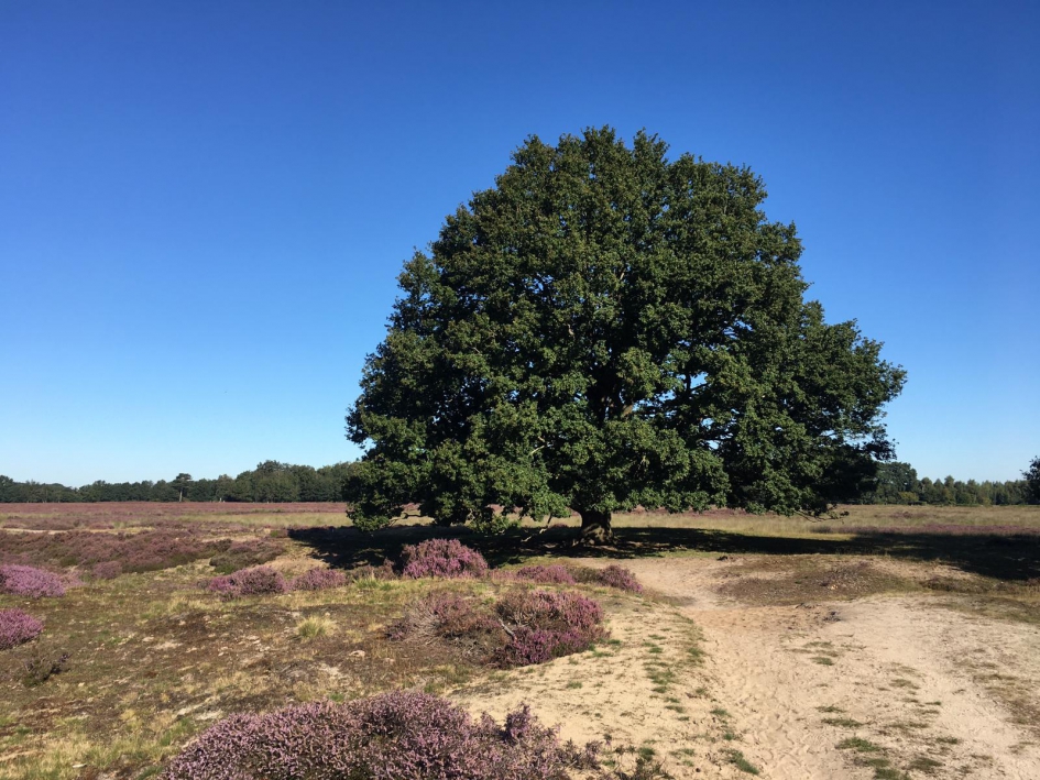 Oude eik op de Balloerheide - Weer en landschap - 