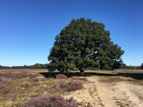 Oude eik op de Balloerheide