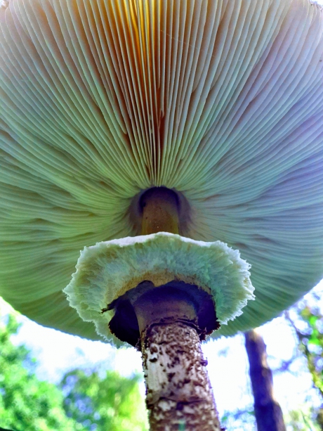 Parasolzwam