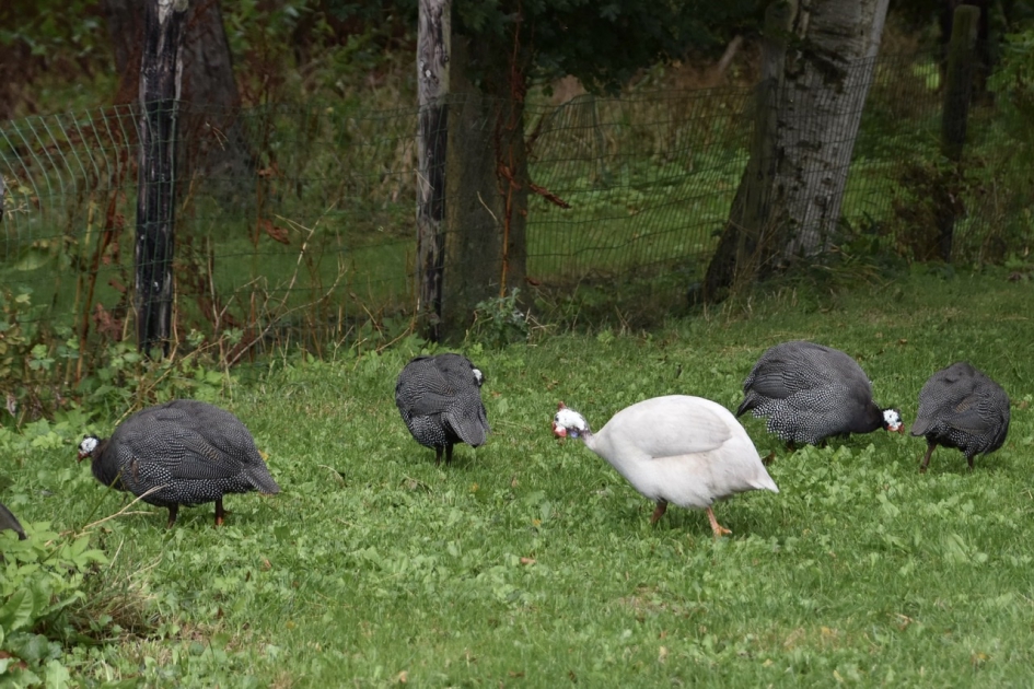 Parelhoenders - Vogels - 