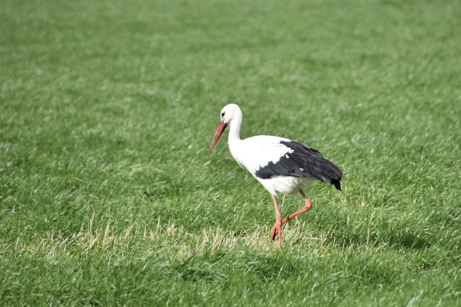 Parmantige stap - Vogels - 