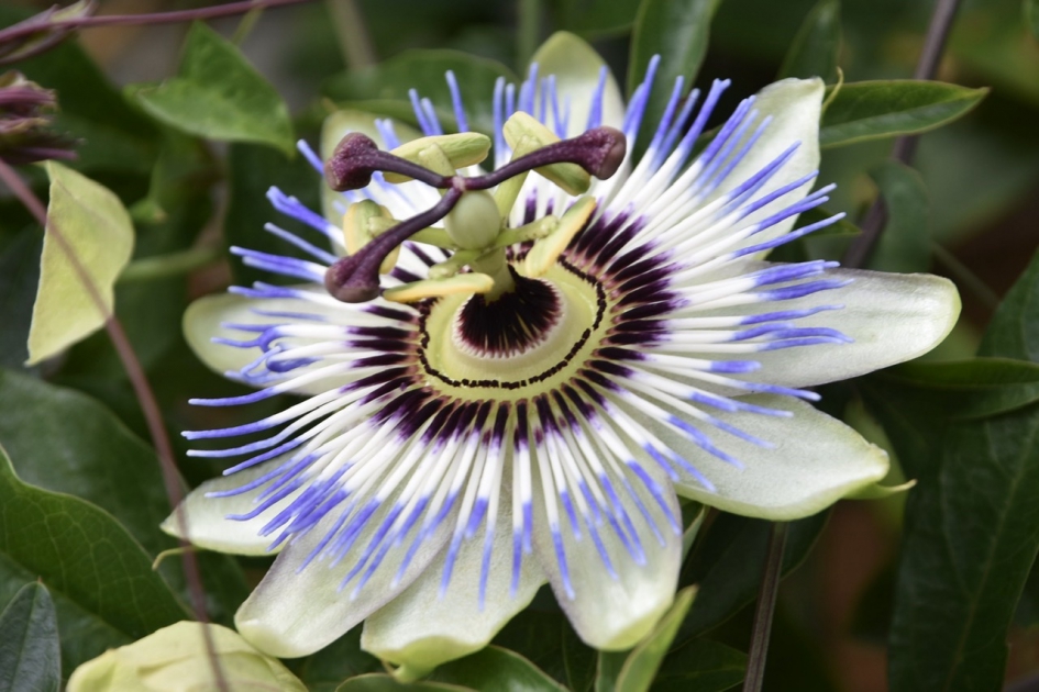 Passiebloem - Planten - 