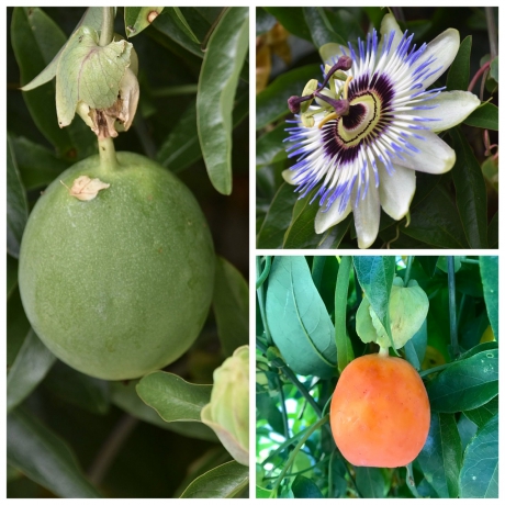 Passiebloem en vrucht