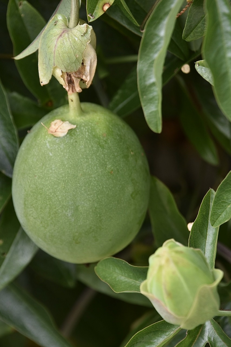 Passievrucht - Planten - 